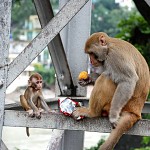 Rishikesh (ऋषिकेश)- angry and hungry